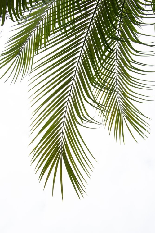 Picture of PALM LEAVES FOLIAGE PHOTO II