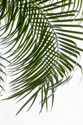 Picture of PALM LEAVES FOLIAGE PHOTO I