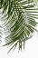 Picture of PALM LEAVES FOLIAGE PHOTO I