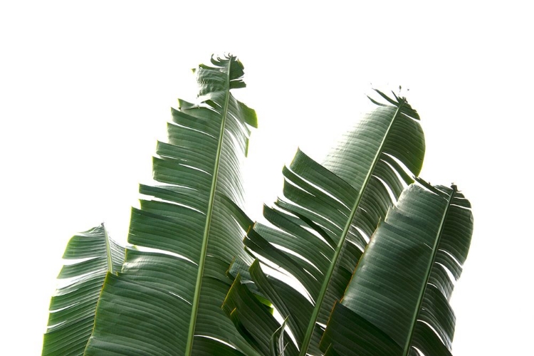 Picture of BANANA LEAVES FOLIAGE PHOTO