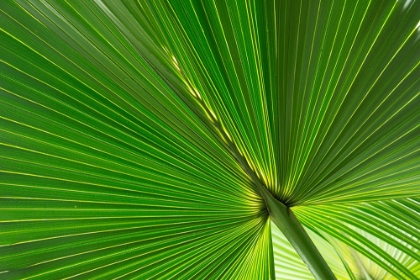 Picture of FAN PALM LEAVES PHOTO 01