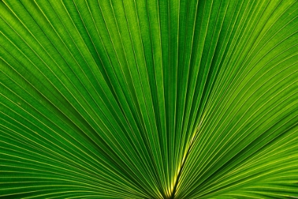 Picture of FAN PALM LEAVES PHOTO 02