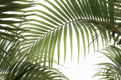 Picture of PALM LEAVES FOLIAGE PHOTO 01