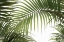 Picture of PALM LEAVES FOLIAGE PHOTO 01