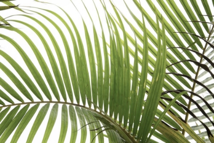Picture of PALM LEAVES FOLIAGE PHOTO 02