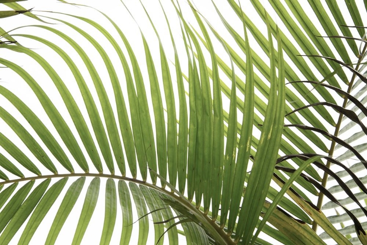 Picture of PALM LEAVES FOLIAGE PHOTO 02