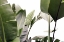 Picture of TRAVELLERS PALM LEAVES FOLIAGE PHOTO 01