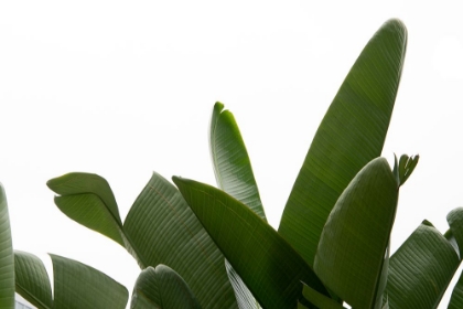 Picture of TRAVELLERS PALM LEAVES FOLIAGE PHOTO 03
