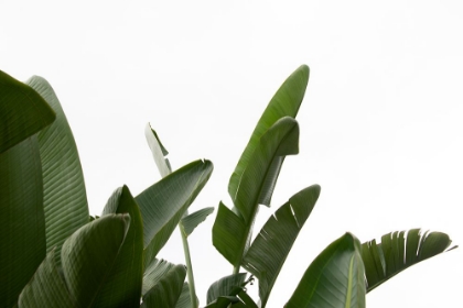 Picture of TRAVELLERS PALM LEAVES FOLIAGE PHOTO 04