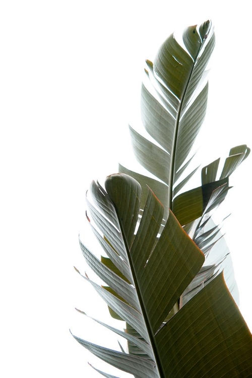 Picture of TRAVELLERS PALM LEAVES PHOTO 05