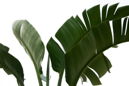 Picture of TRAVELLERS PALM LEAVES FOLIAGE PHOTO 06