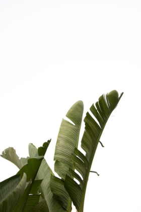 Picture of TRAVELLERS PALM LEAVES FOLIAGE PHOTO 07