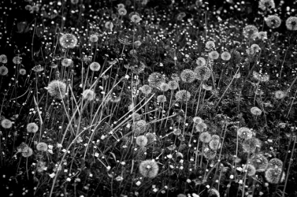 Picture of THE DANDELION FIELD