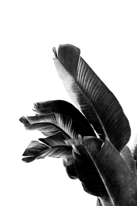 Picture of BIRD OF PARADISE PLANT BLACK AND WHITE 01
