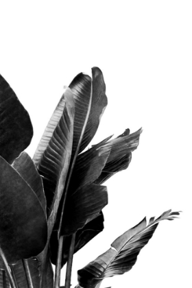 Picture of BIRD OF PARADISE PLANT BLACK AND WHITE 02