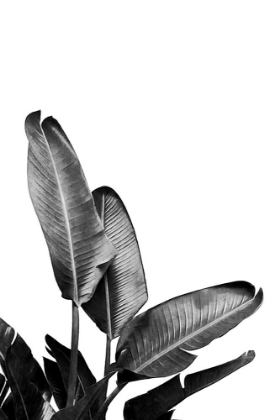 Picture of BIRD OF PARADISE PLANT BLACK AND WHITE 03
