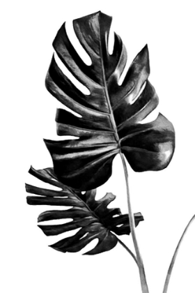 Picture of MONSTERA BLACK AND WHITE 01