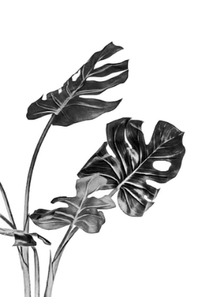 Picture of MONSTERA BLACK AND WHITE 02