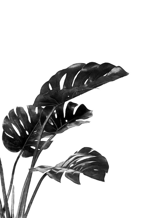 Picture of MONSTERA BLACK AND WHITE 03