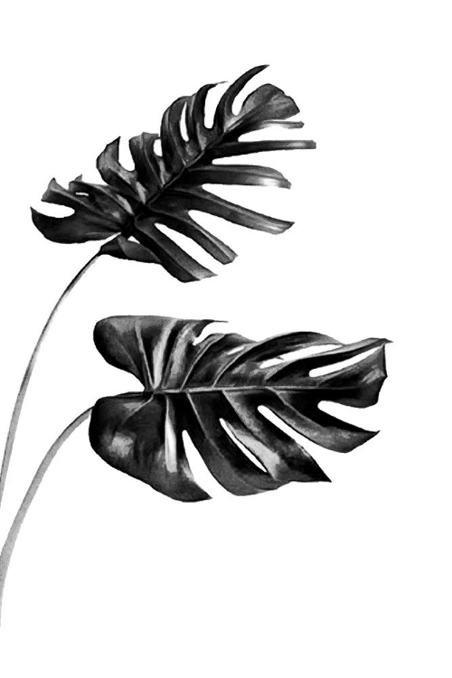 Picture of MONSTERA BLACK AND WHITE 04