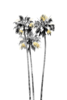 Picture of PALM TREE BLACK, WHITE AND GOLD 03