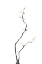 Picture of BONSAI TREE 03