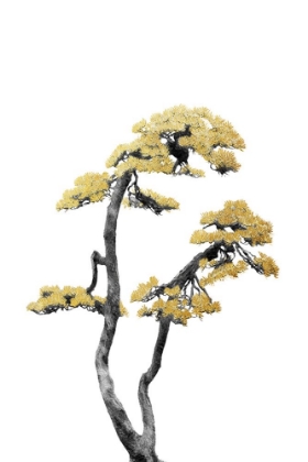 Picture of BONSAI TREE 06