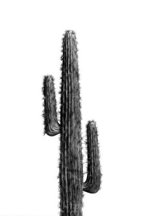 Picture of CACTUS BLACK AND WHITE 01