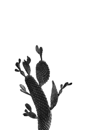 Picture of CACTUS BLACK AND WHITE 02