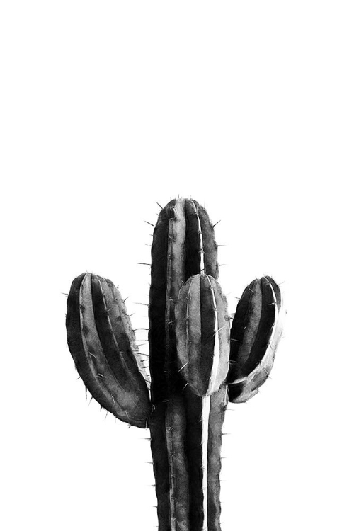 Picture of CACTUS BLACK AND WHITE 03