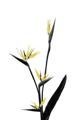 Picture of FLOWER MINIMAL BLACK AND GOLD 05