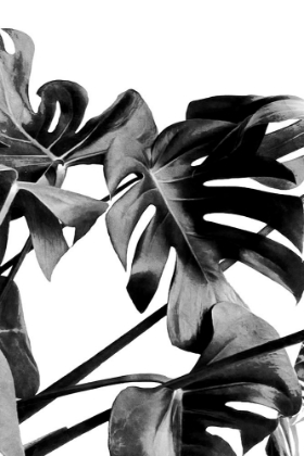 Picture of MONSTERA BLACK AND WHITE 06