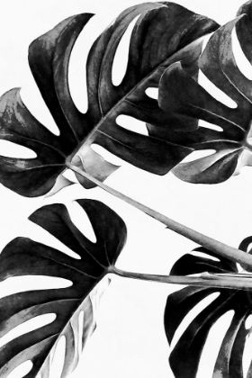 Picture of MONSTERA BLACK AND WHITE 05