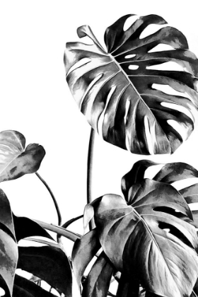 Picture of MONSTERA BLACK AND WHITE 07
