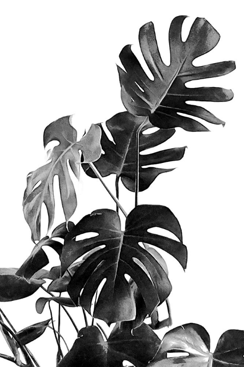 Picture of MONSTERA BLACK AND WHITE 09