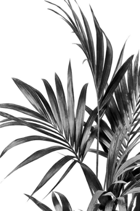 Picture of PALM LEAVES BLACK AND WHITE 01