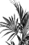 Picture of PALM LEAVES BLACK AND WHITE 01
