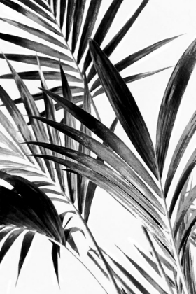 Picture of PALM LEAVES BLACK AND WHITE 02