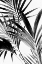 Picture of PALM LEAVES BLACK AND WHITE 02