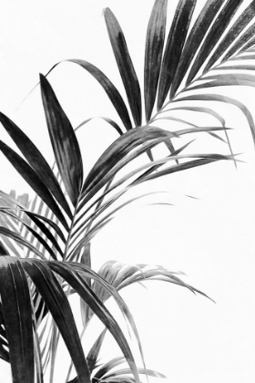 Picture of PALM LEAVES BLACK AND WHITE 03