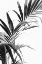 Picture of PALM LEAVES BLACK AND WHITE 03