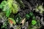 Picture of TROPICAL FOLIAGE 04