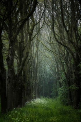 Picture of A DARK CATHEDRAL