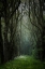 Picture of A DARK CATHEDRAL
