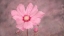 Picture of PINK 2