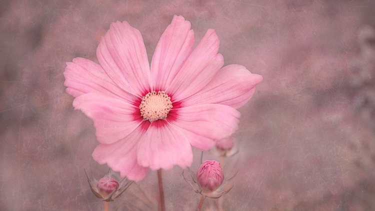 Picture of PINK 2