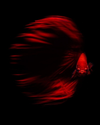 Picture of THE RED BETTA