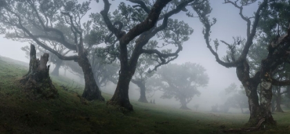 Picture of MORNING MIST