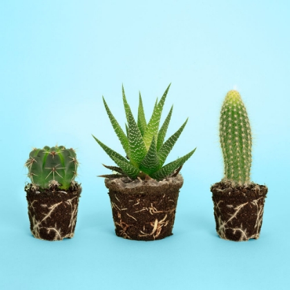 Picture of CACTUS.1