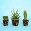 Picture of CACTUS.1